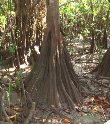 Pelliciera rhizophorae roots